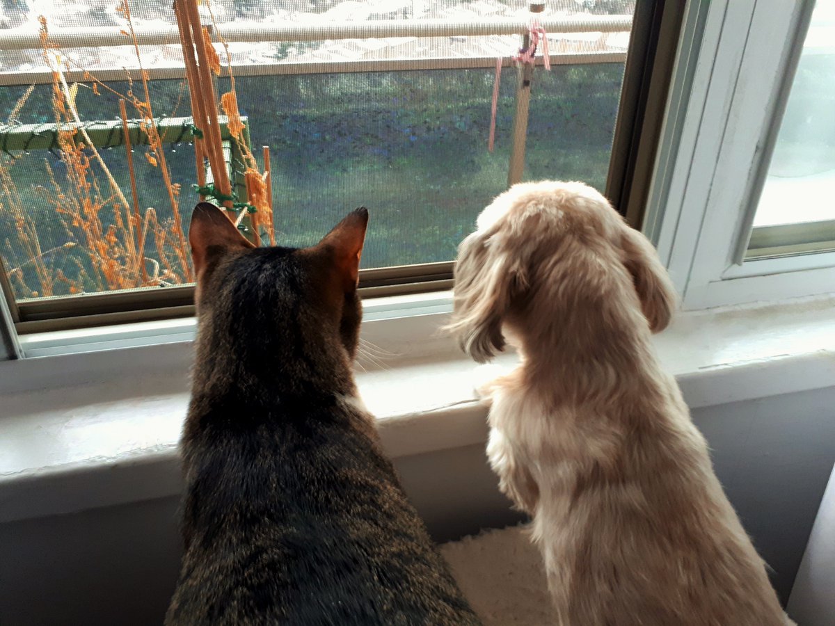 t_armstrong7's tweet photo. Best friends bird watching. :) https://t.co/HsUUs0V8FV