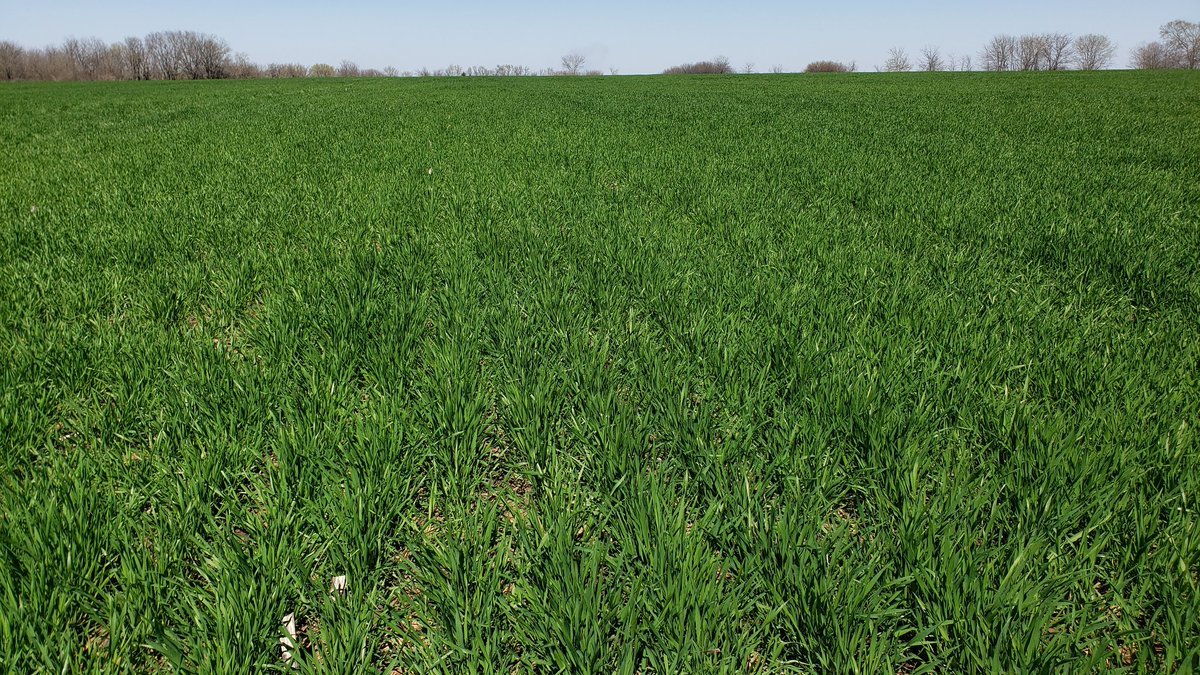Often times the roadside scouting isn't the best option. High Resolution imagery can not only help locate issues but provide ways to correct the issue.

#remotesenseing #farmflight #ndvi #agtwitter #wheat #environment #imagery