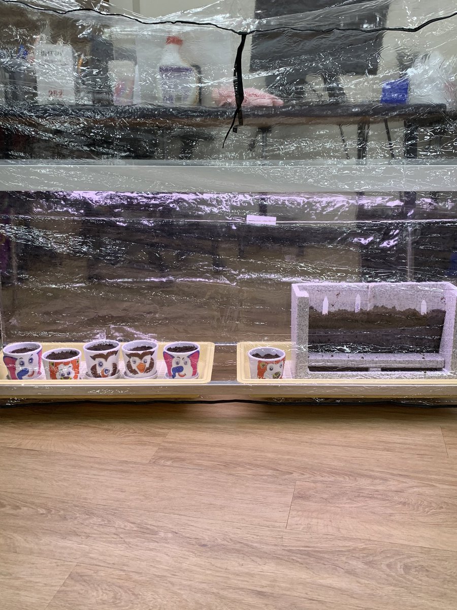 KluversScience's tweet photo. Grow Lab is in service! Excited to see our vegetables!@DLDistrict76 @themrcunningham @DoleBlake @mr_pedersenwoms https://t.co/7FK2q87DtC