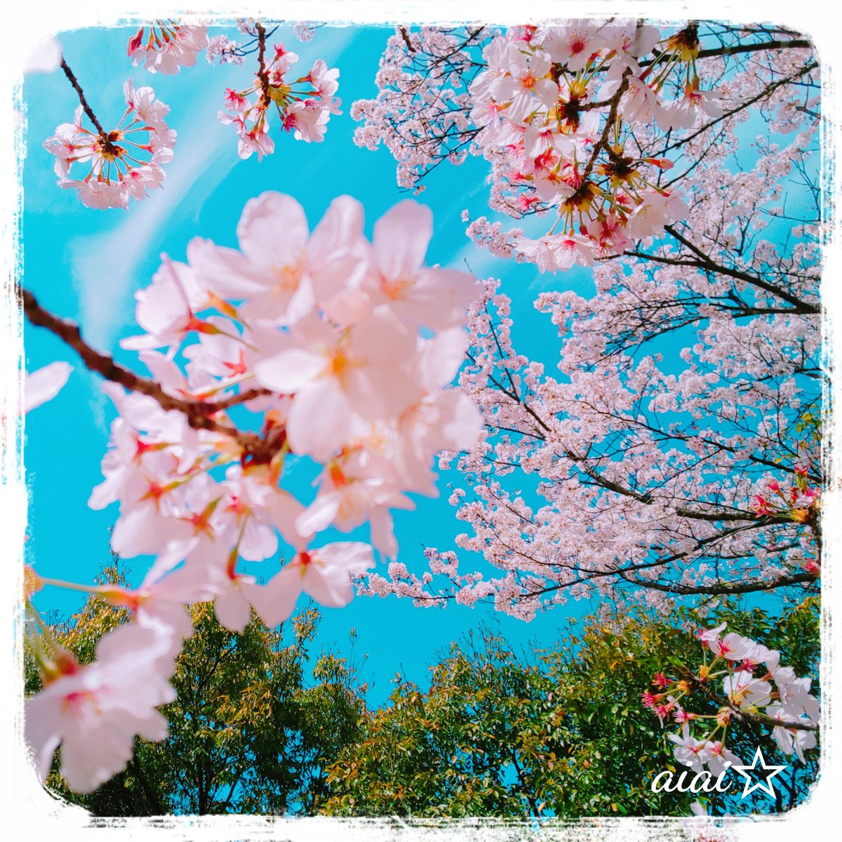 aiai__star's tweet photo. ⸜(*ˊᗜˋ*)⸝♡
うぇーい☀️めっちゃ晴れてる☀️
お昼休み、今日も🌸見に行こうかしら😁
こちらは昨日の🌸です♡ https://t.co/xOoPgxl9RQ