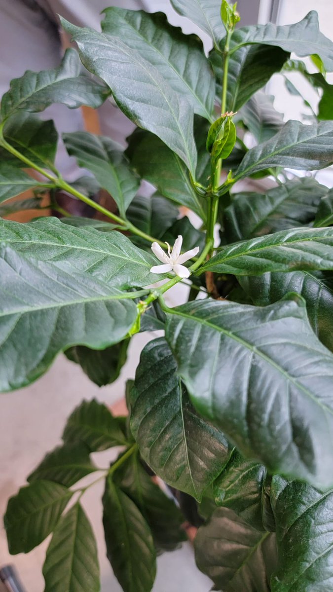 lionsbaycoffee's tweet photo. Something is blooming @lionsbaycoffee
In addition to his passion for roasting amazing #coffee our #MasterRoaster has been cultivating a small plantation in the front of our #Roastery...today his patience and love has been rewarded with the first flower ever!
#welive4coffee https://t.co/nX0XoZ8j1w