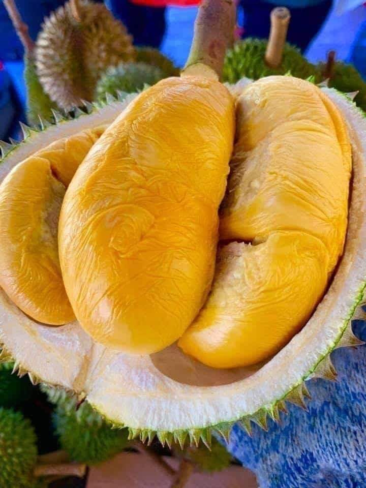 Durian atok jalan kebun