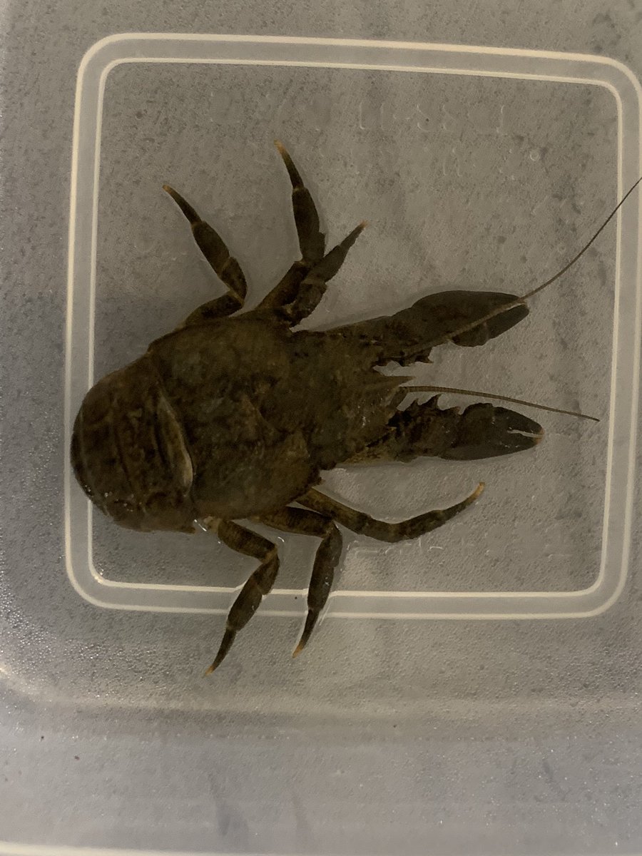 淡水コシオリエビ