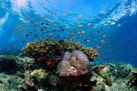 WFSJ's tweet photo. #resources 
Documents about biodiversity by IPBES (@ipbes), the independent intergovernmental body comprising more than 130 member Governments.
https://t.co/8J2tgmqgNU https://t.co/cRwZrLiZnT