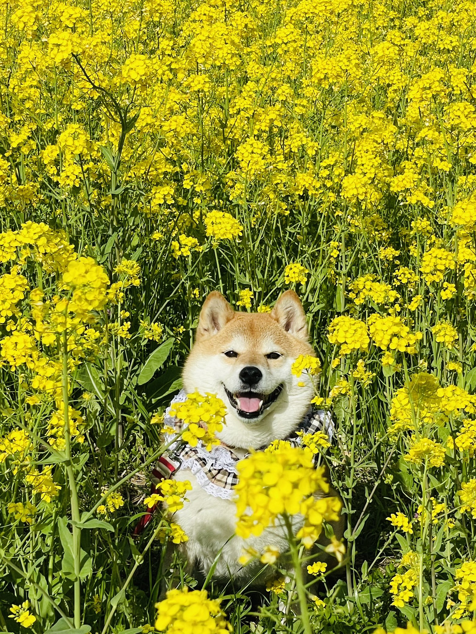 柴犬ハナ 河川敷が菜の花で真っ黄色だったよ こんなに綺麗なのに誰もいなかったーe٩ ๑ Gt Lt ۶z T Co 4faop41zi6 Twitter