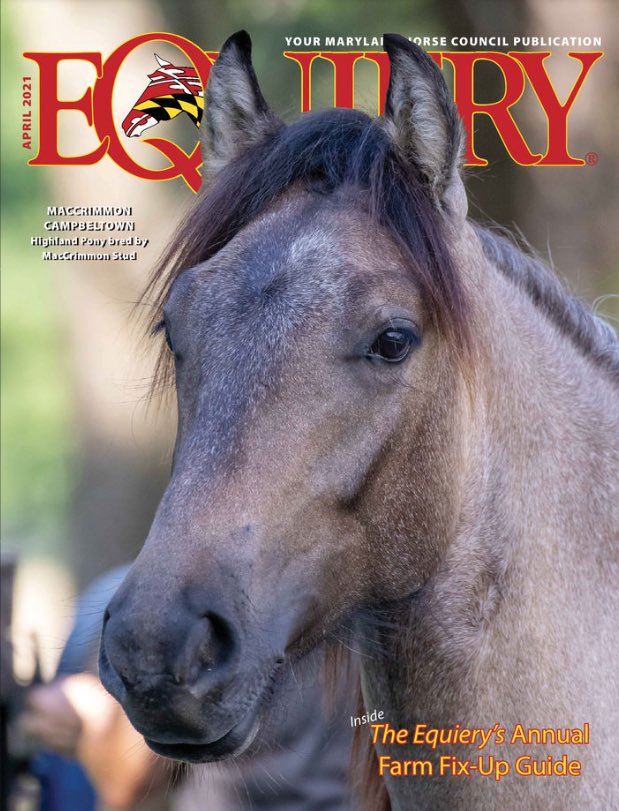 equiery's tweet photo. Who is this handsome boy and what is a Highland Pony? Pick up a copy of the April #Equiery to find the answer. https://t.co/zR9jIBsY4G #highlandpony #ponypower https://t.co/v8HbNqatwh