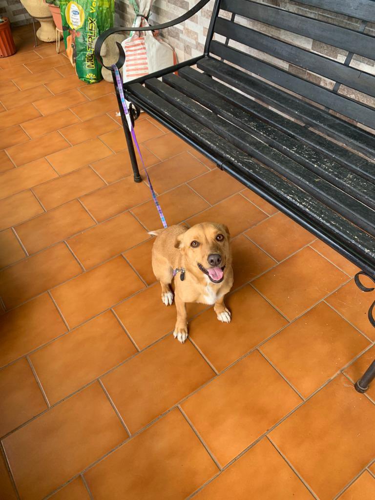 _fmuvi23's tweet photo. ¡Hola! Mi abuelo está dando en adopción esta perrita porque ya no puede cuidarla. 

Necesita un hogar con bastante espacio, tiene 3-4 años, es súper amigable y educada. 💕

Ayúdenme con un RT 🥺💗 https://t.co/GNYbYYpwka
