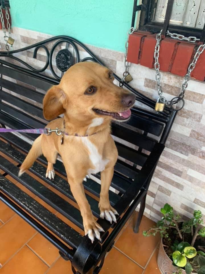 _fmuvi23's tweet photo. ¡Hola! Mi abuelo está dando en adopción esta perrita porque ya no puede cuidarla. 

Necesita un hogar con bastante espacio, tiene 3-4 años, es súper amigable y educada. 💕

Ayúdenme con un RT 🥺💗 https://t.co/GNYbYYpwka