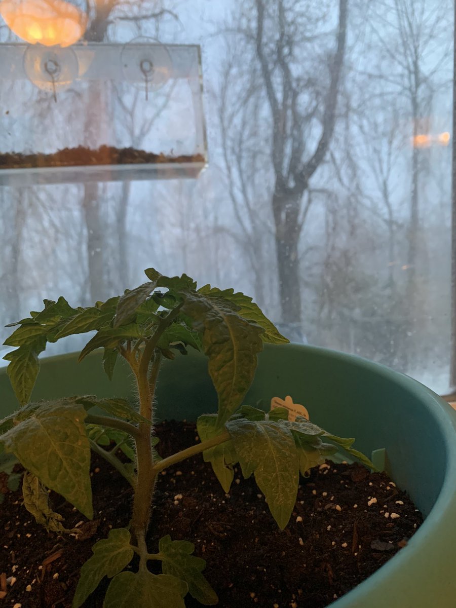 m_valkanas's tweet photo. Well played Mother Nature... nice #AprilFools joke. But can we cut the jazz now. My poor tomato plants want to go back outside 😩 #AprilSnow #ThisIsNotSpring https://t.co/HKzVdknRgT