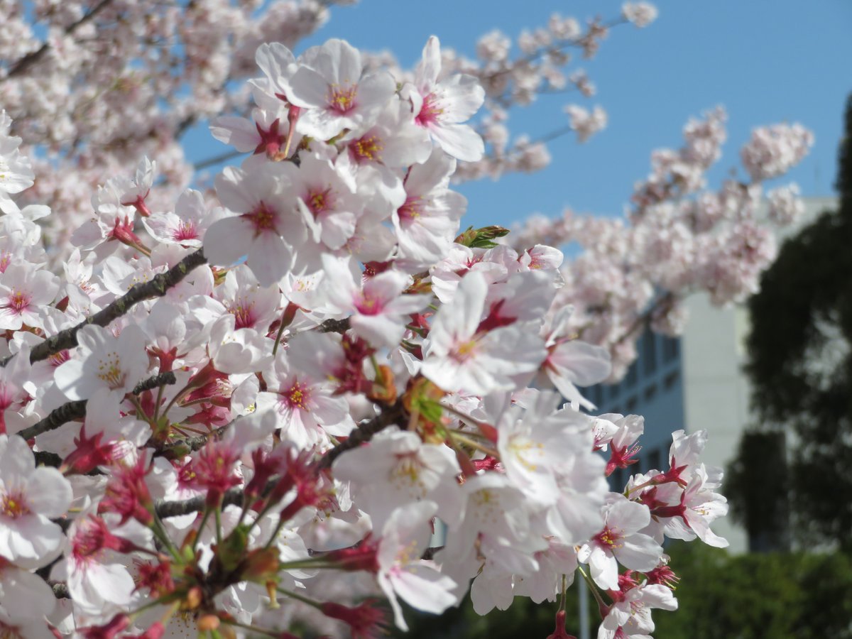 広島修道大学 4月1日 21年度入学式を挙行し 学部 大学院あわせて1 539名の新入生が入学しました 新入生の皆さん ご入学おめでとうございます