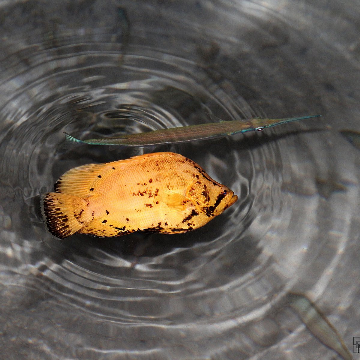 A leaf and a stick!
How many fish do you see? 
0 (  ), 1 (  ), 2 (  )?