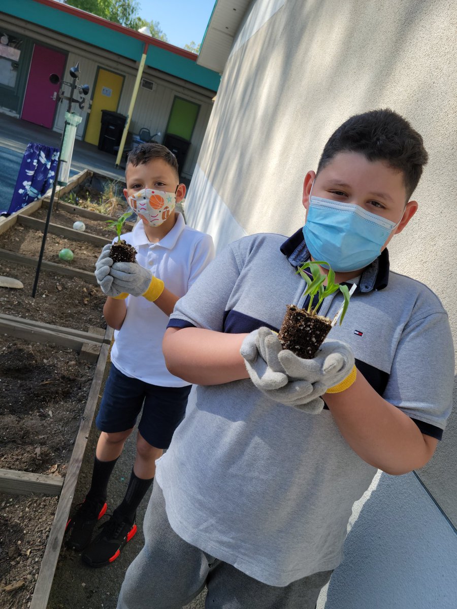 CambridgeASP's tweet photo. Did someone say popcorn?! ....It may not have been us but we are planting corn! 🤣 Can't wait to see this corn growing and to add more to our garden! #MDUSDISBACK #BetterTogether #GardenStudentExperts https://t.co/wwsPVTowac
