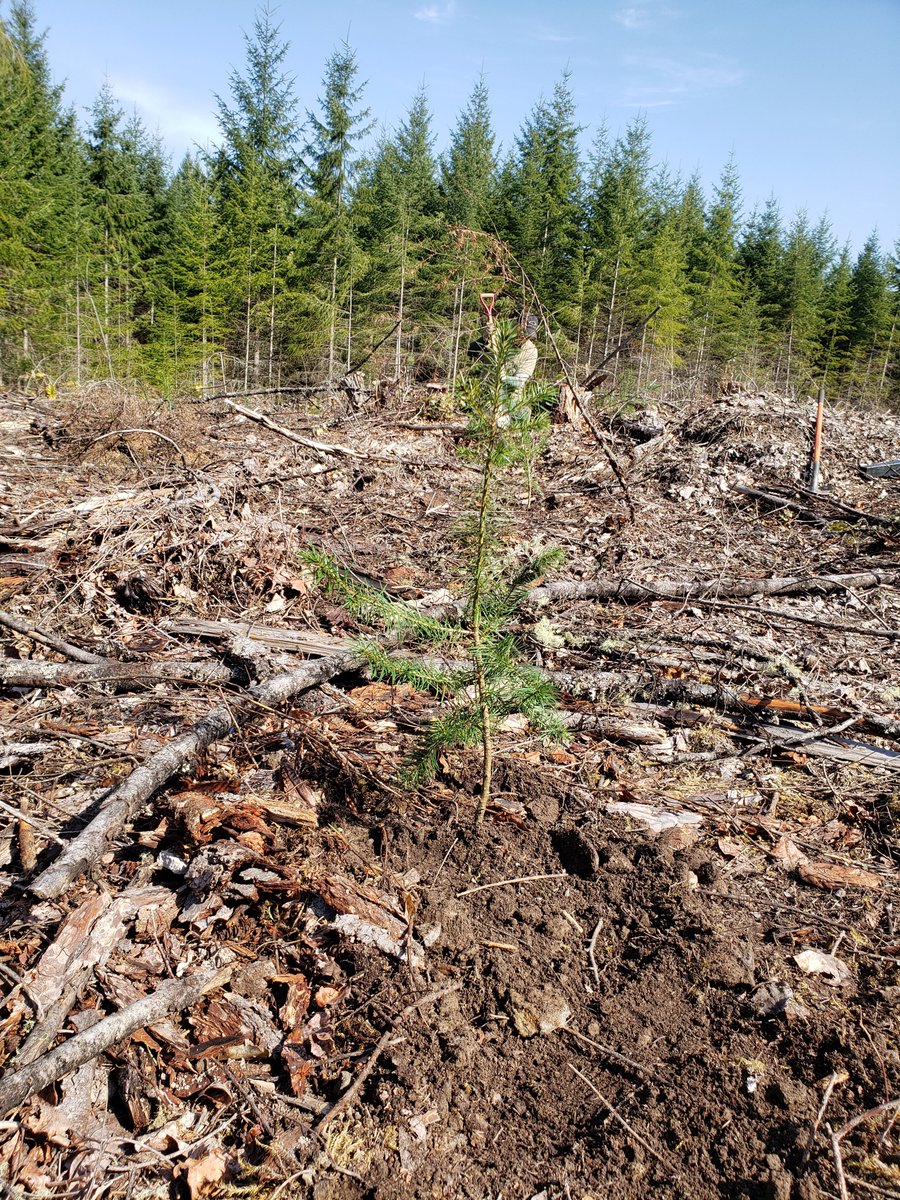 AlpineTruffle's tweet photo. We planted Douglas fir trees inoculated with Oregon truffles at The Center for Sustainable Forestry at Pack Forest, University of Washington. #Oregontruffles #trufflecultivation #alpinetruffle #universityofwashington https://t.co/WXEUEflguo