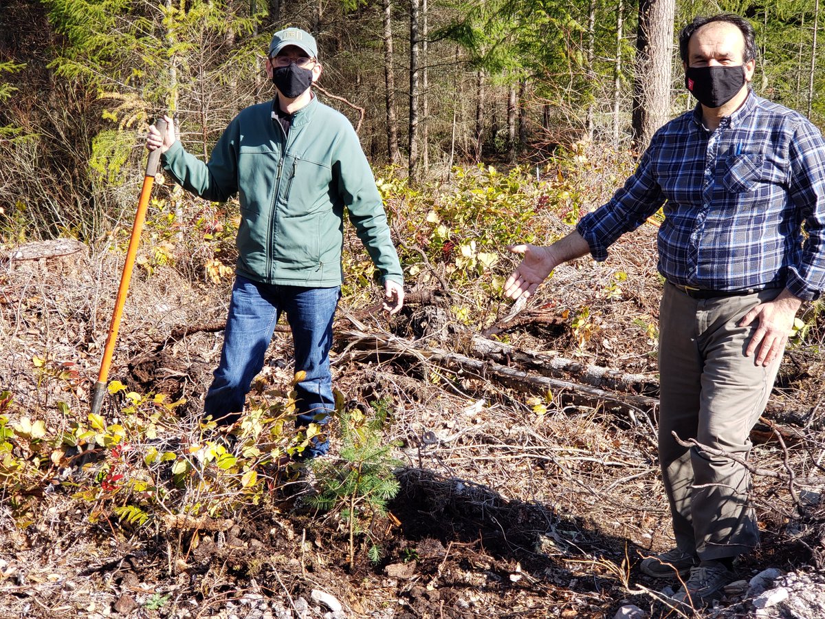 AlpineTruffle's tweet photo. We planted Douglas fir trees inoculated with Oregon truffles at The Center for Sustainable Forestry at Pack Forest, University of Washington. #Oregontruffles #trufflecultivation #alpinetruffle #universityofwashington https://t.co/WXEUEflguo