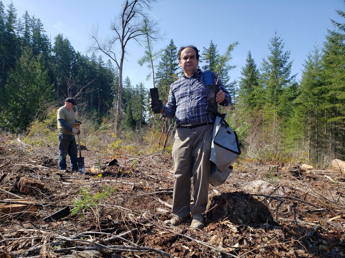 AlpineTruffle's tweet photo. We planted Douglas fir trees inoculated with Oregon truffles at The Center for Sustainable Forestry at Pack Forest, University of Washington. #Oregontruffles #trufflecultivation #alpinetruffle #universityofwashington https://t.co/WXEUEflguo