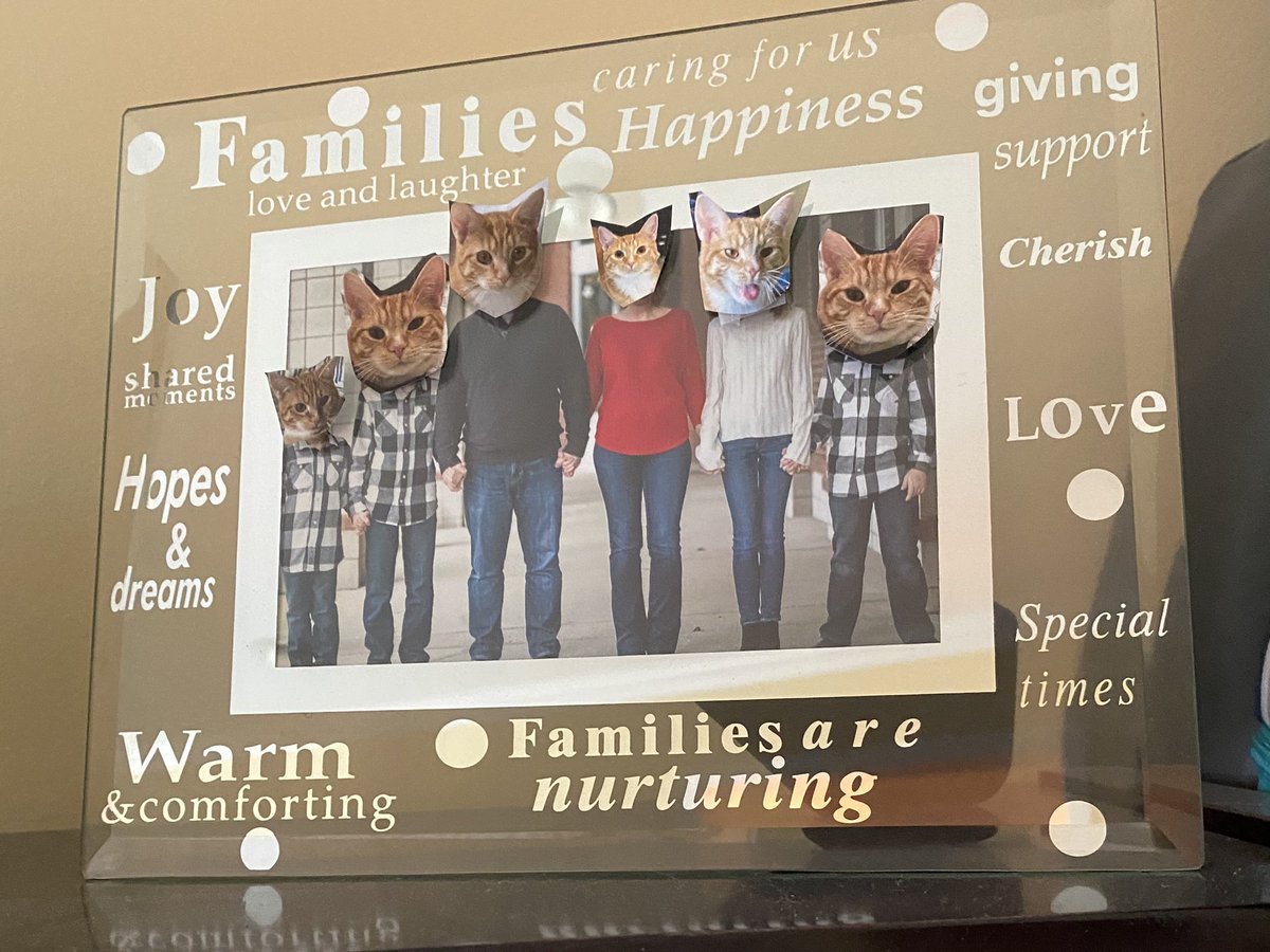 AmyGoohsHard's tweet photo. #AprilFoolsDay #BadBert 😹#TherapyKitty #CoronaDiaries @KMHardman @matthewBhardman @alyssa_marie04 https://t.co/hiqA4u26uG