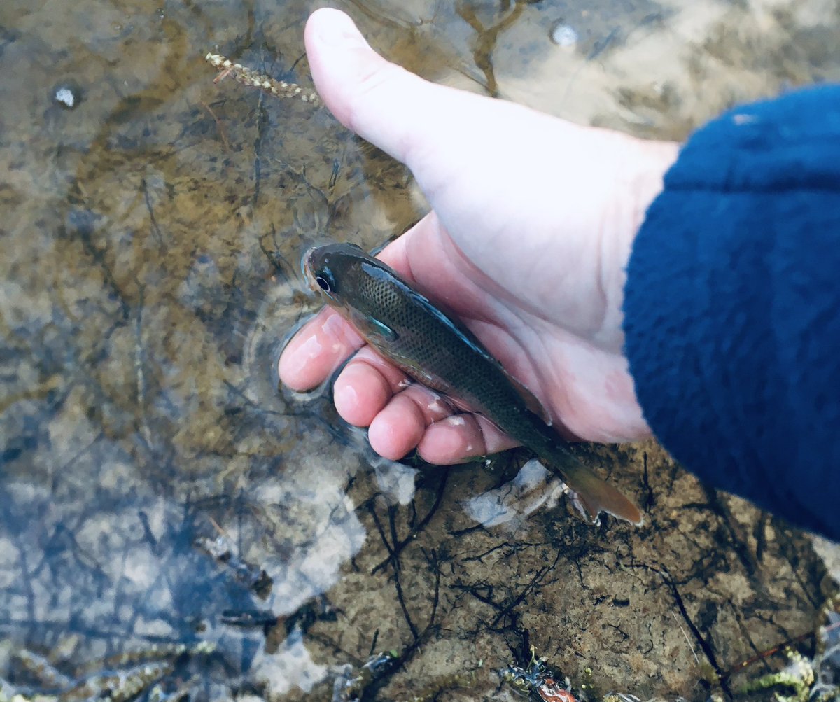 zachwallaceNC's tweet photo. I like to catch big fish as much as anyone but you can’t beat these guys on the #2wt #flyfishing https://t.co/Hbrh449HBB