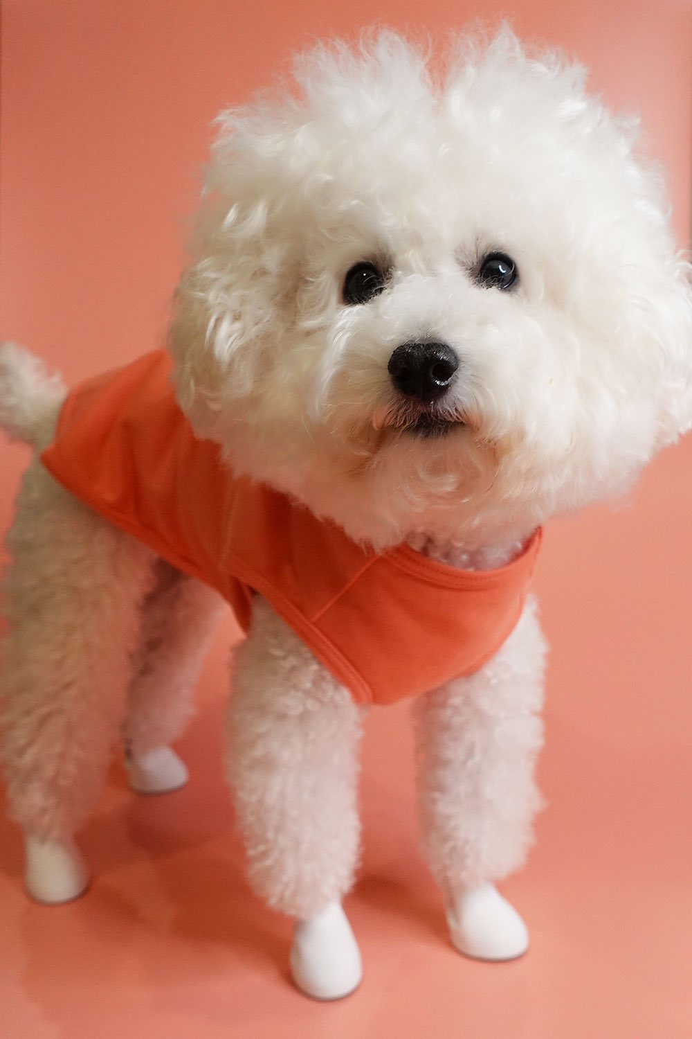犬の靴屋さんdogsoxx Dogsoxx Twitter