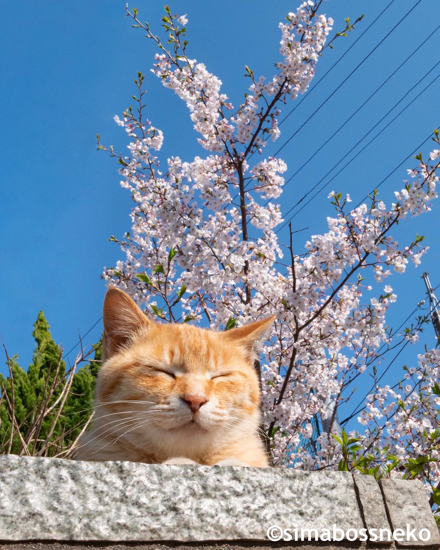 Twitter 上的simabossneko 春を感じる The Feel Of Spring Is In The Air 春 猫 猫写真 過去pic T Co Ruz1piptqz Twitter Twitter 上的simabossneko 春を感じる The Feel Of Spring Is In The Air 春 猫 猫写真 過去pic T Co Ruz1piptqz Twitter