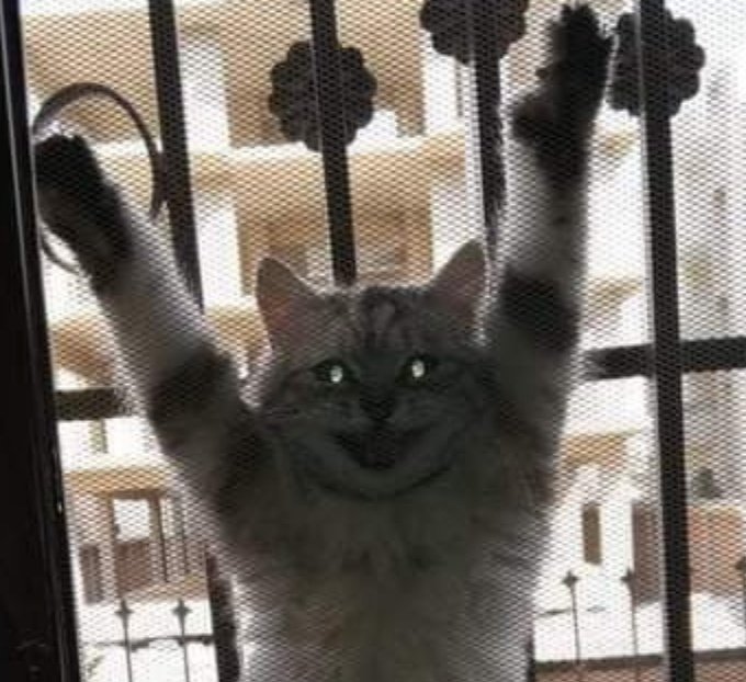 ulat_bulu_bulu's tweet photo. Nobody :

Kucing jiran setiap kali kita buka pintu : https://t.co/LtQOTXsJtF