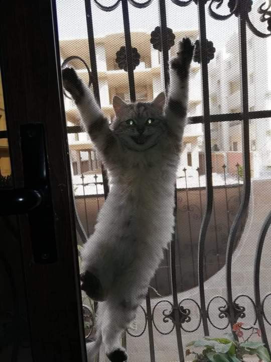 ulat_bulu_bulu's tweet photo. Nobody :

Kucing jiran setiap kali kita buka pintu : https://t.co/LtQOTXsJtF