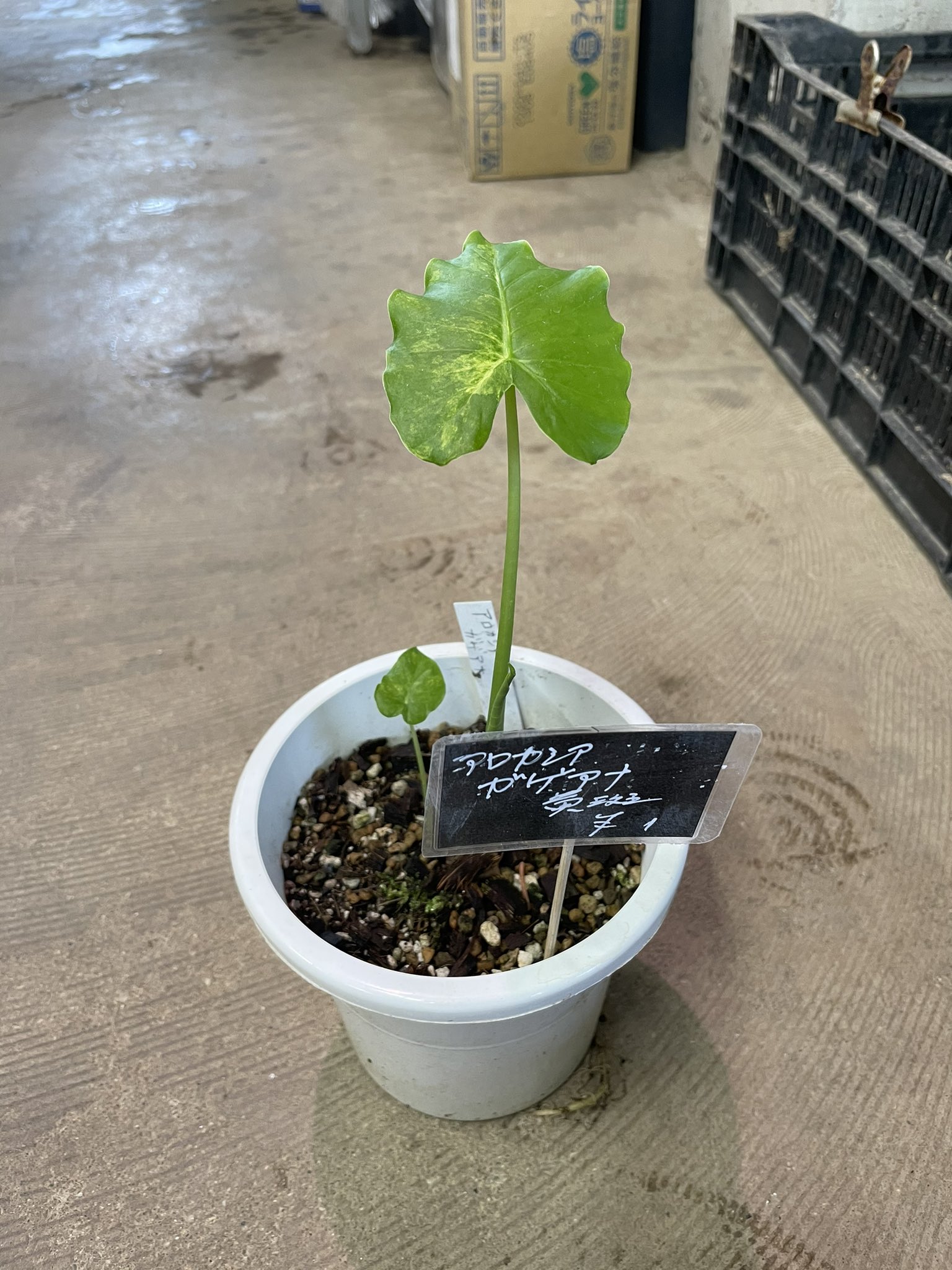 地球のパステル画 A4サイズ宙花 パステル画 植物と地球 A4サイズ宙花 パステル画 植物と地球 A4