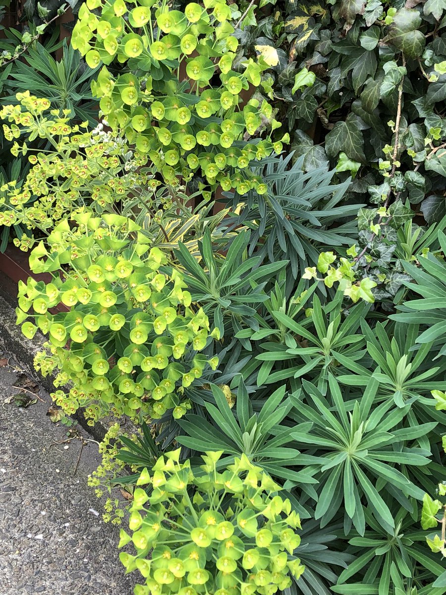 永見由子 面白い花 宇宙人 の耳みたいな形の黄緑色の花がいっぱいついていて地球を偵察するべく根をつけた花のように思える