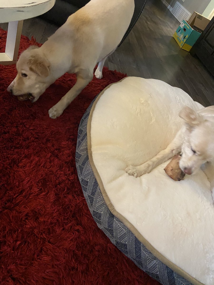 rogerapage's tweet image. I’ve learnt that being a great lookin’ dude affords you the finer things in life... it’s really no different for the #DirtyB’s .. really 😂😂😂 #GotBone?