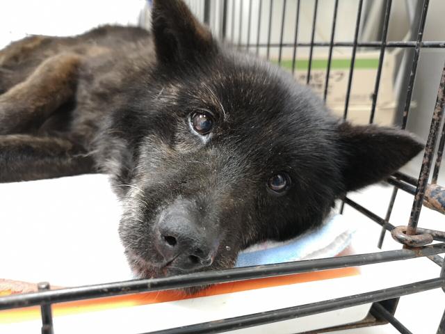 甲斐犬雑種犬のtwitterイラスト検索結果