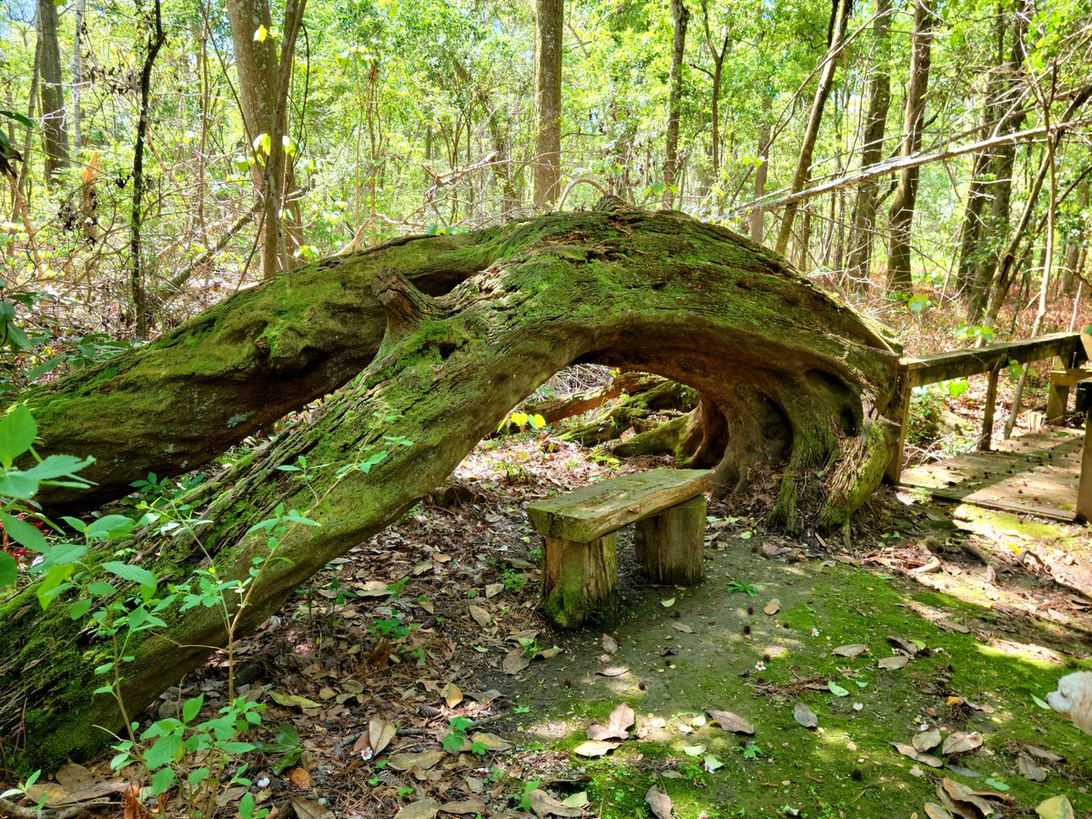 Thogar's tweet photo. Downward Dogwood
#YogaTree #Yoga https://t.co/pahB9ntFhA