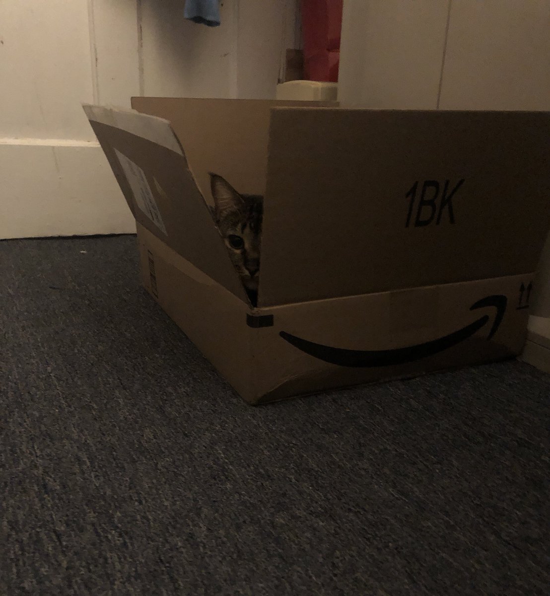 BuzzesofBlade's tweet photo. amazon purrime :3 https://t.co/6gsFiyNYoo