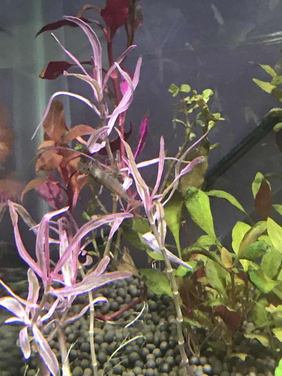 BackupLefey's tweet photo. just some cryptid shrimp pics https://t.co/Vb2jC2Hgj6