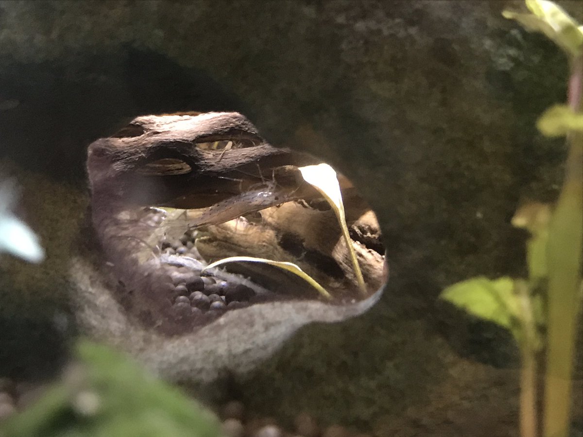 BackupLefey's tweet photo. just some cryptid shrimp pics https://t.co/Vb2jC2Hgj6