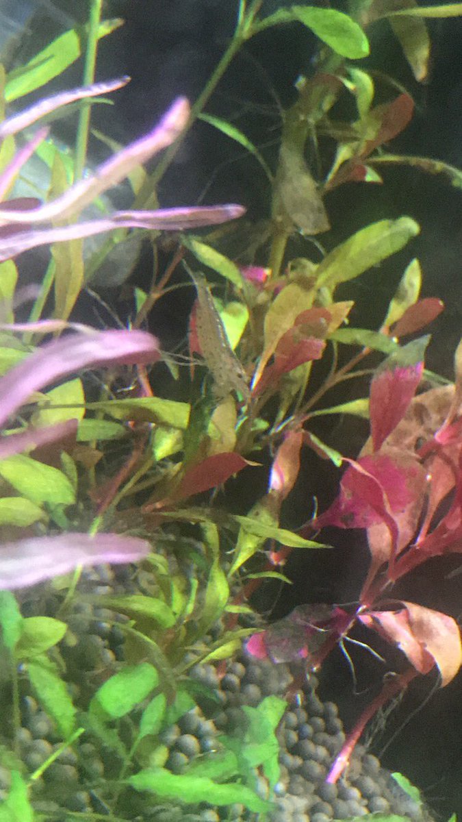 BackupLefey's tweet photo. just some cryptid shrimp pics https://t.co/Vb2jC2Hgj6