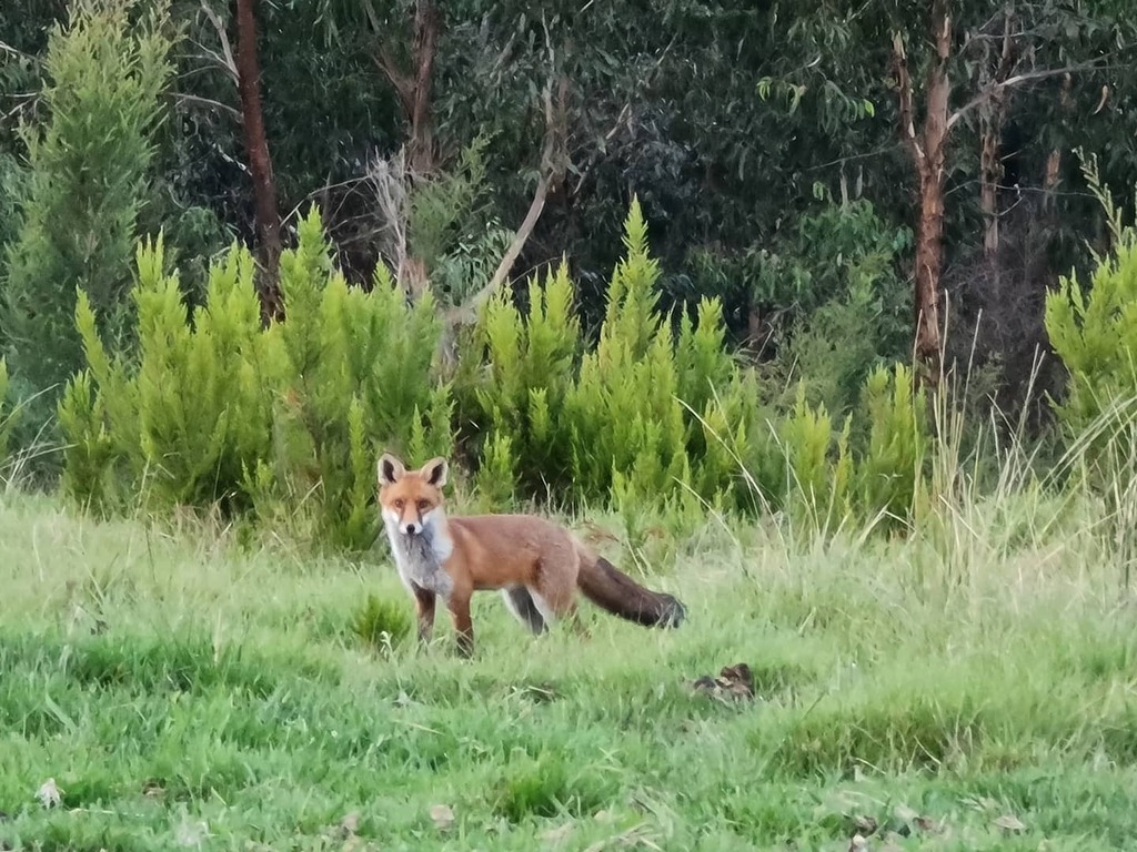 dlsdigitalarts's tweet photo. Good morning Mr Fox 🦊🦊

Who says you can't use your phone for wildlife photography.

@dlsdigitalarts #wildlifephotography #wildlife #fox @samsungau @samsungmobile #wildlife_perfection #naturephotograpy #naturelover #naturephotography #naturelovers #samsungnote20ultra #samsun… https://t.co/boY9H4jlmH