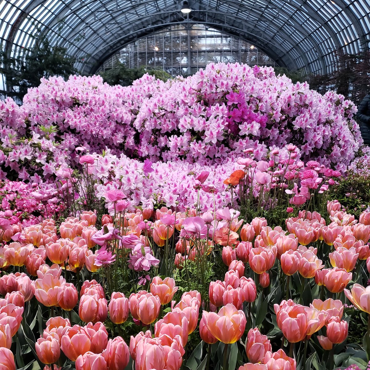 Nature is medicine. <a href="/gpconservatory/">Garfield Park Conservatory</a>