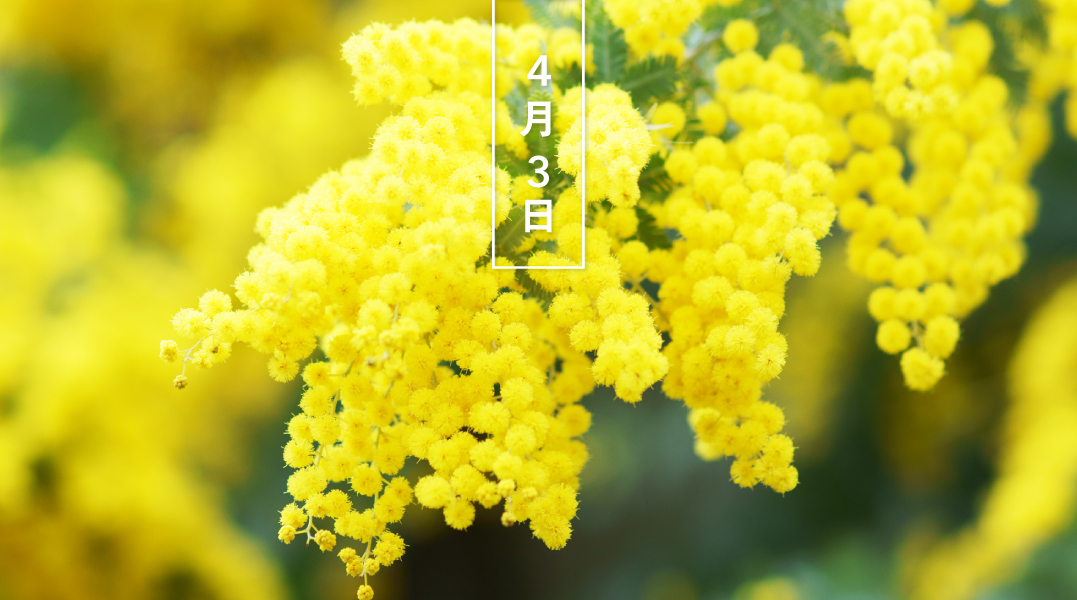 暦生活 こよみせいかつ على تويتر ミモザアカシア 花の日めくり 花言葉は 秘めた恋 です マメ科常緑高木で オーストラリア原産 春先 羽毛状の黄の花を咲かせます 3月8日は国際女性デー イタリアの ミモザの日 女性にミモザの花を贈ります 暦図鑑