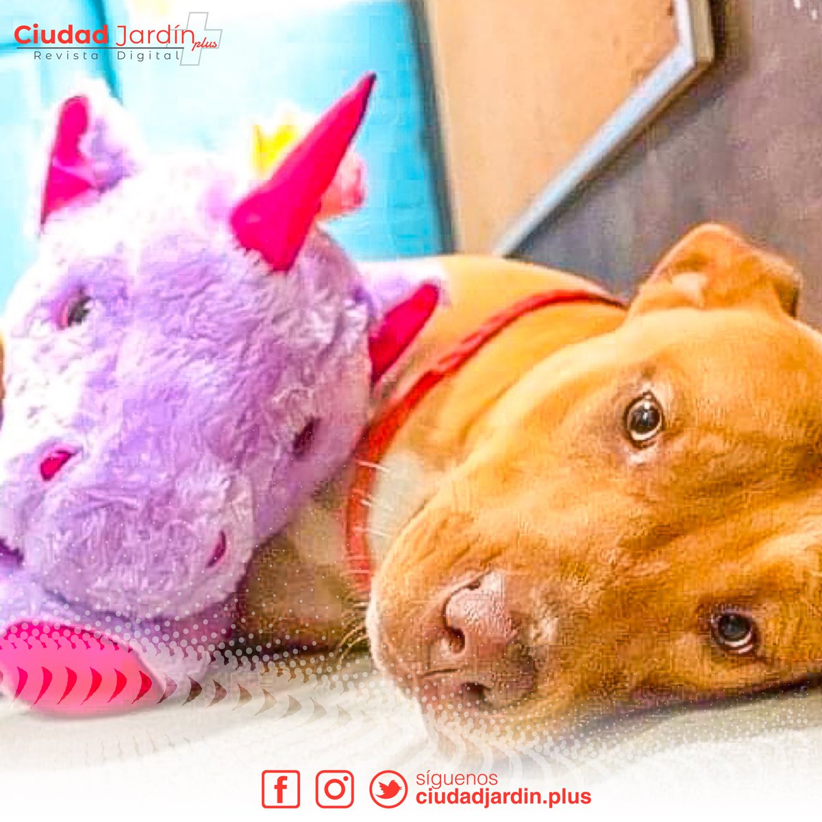 #TENDENCIA 🐕

PERRITO CALLEJERO ROBÓ 5 VECES EL MISMO UNICORNIO DE PELUCHE, ASÍ QUE CONTROL DE ANIMALES SE LO COMPRÓ

facebook.com/76906976982162…

#Ambato #CiudadJardínPlus
#Tungurahua #Ecuador