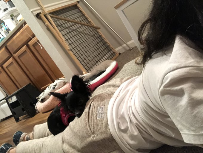 You really don&rsquo;t know needy until you have a dog https://t.co/DTb3wPDi4a<a href="/tag/thewitcher3"class="tags"><span>#thewitcher3</span></a>