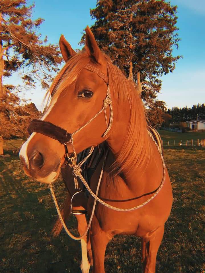 grainnestories's tweet photo. Ang tahimik na saksi sa pag-iibigan nina Tatianna at Zacarias 😊🐎🔥

#seductionoffire #haciendaguerreraseries
#missgrainne https://t.co/1AcfludHN9