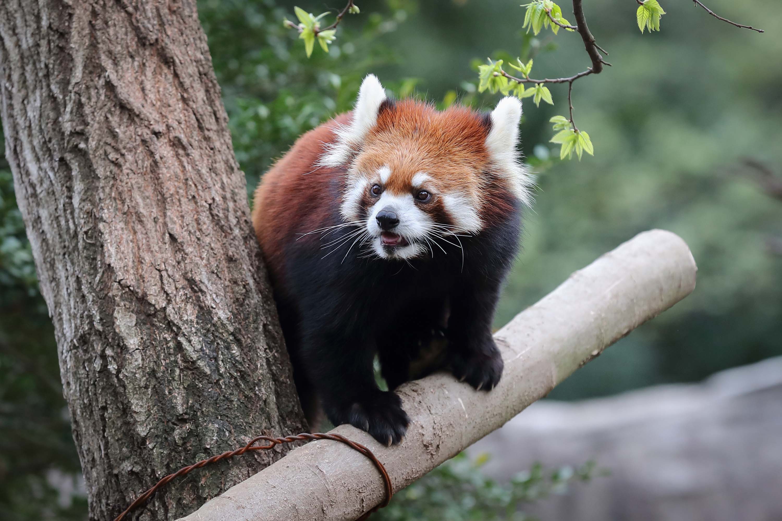 Masaya よこはま動物園ズーラシアのレッサーパンダ Red Panda 04 01 動物園 よこはま動物園ズーラシア Redpanda レッサーパンダ ズーラシア Zoorasia 動物 T Co Om3chu7xre Twitter