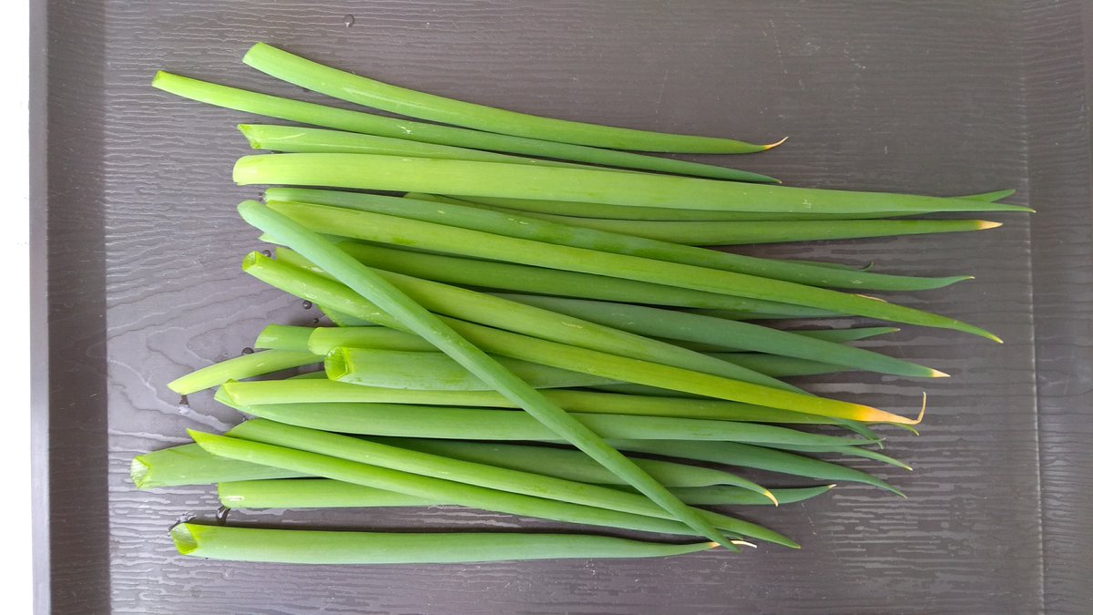 星心 على تويتر 種をまいてから317日目の葉ネギ 家庭菜園 家庭菜園初心者 野菜 葉ネギ 先端が膨らみ始めているものがあります 二枚目 多分これがネギ坊主というやつ 放っておいたら花が咲いて生育が止まる感じなので 該当箇所はカットしておきました