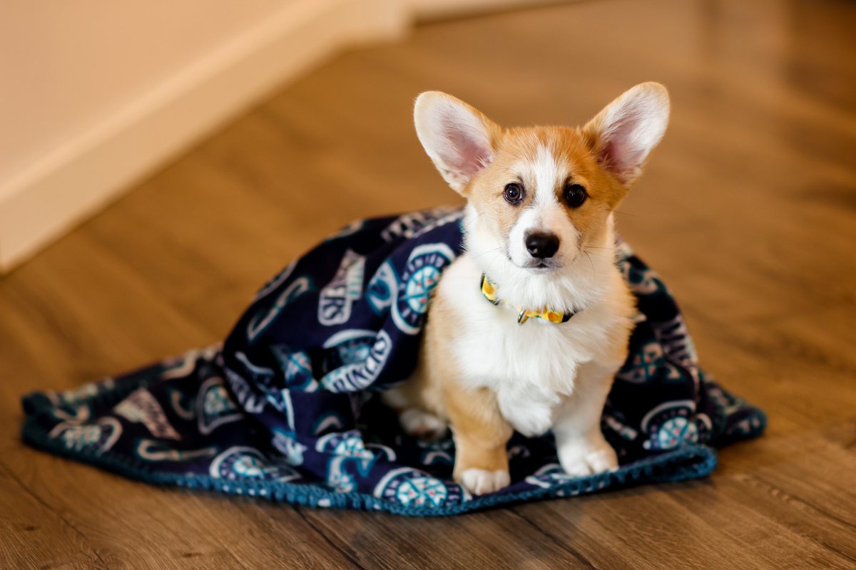 kmayphoto's tweet photo. Tucker is ready for Opening Day @Mariners! #TrueToTheBlue #WHEREiROOT https://t.co/wyPdPZsgJ9