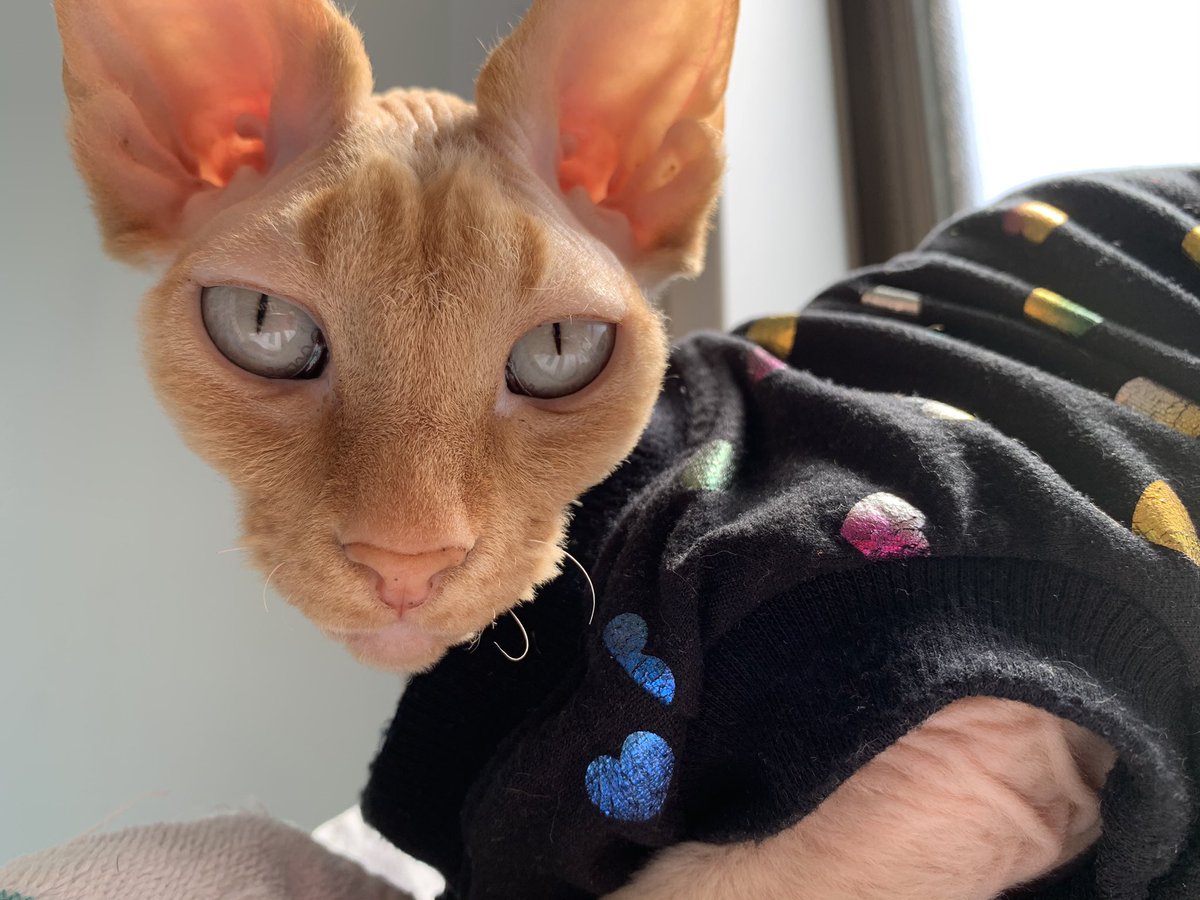 ねこ スフィンクス Neko222 Neko Twitter