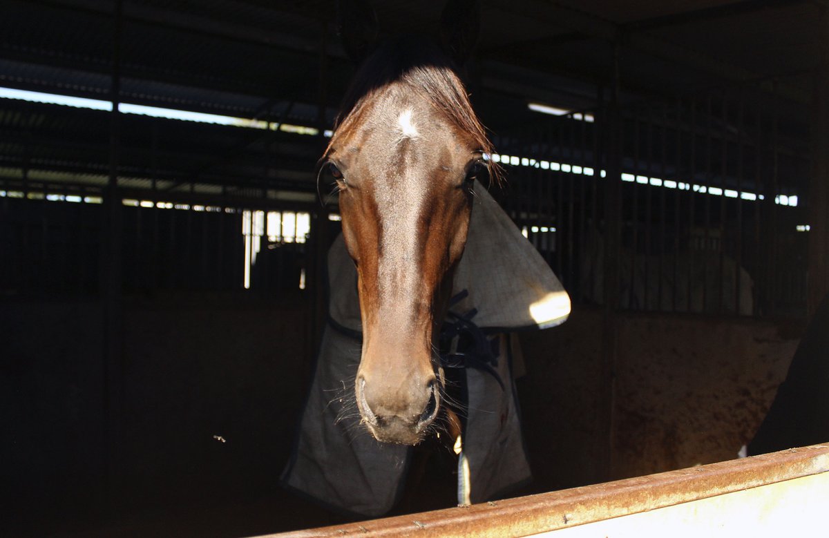 joshuacallinan's tweet photo. Cessnock trainer Clayton Harmey has six runners in the Inter City Pace final at Maitland tomorrow night. I'm Quick As Fire, Major Bob and Johnson Step in the stables on race eve @NcleHarness @HRNSW_Harness @newcastleherald https://t.co/gi5zZG1OFL