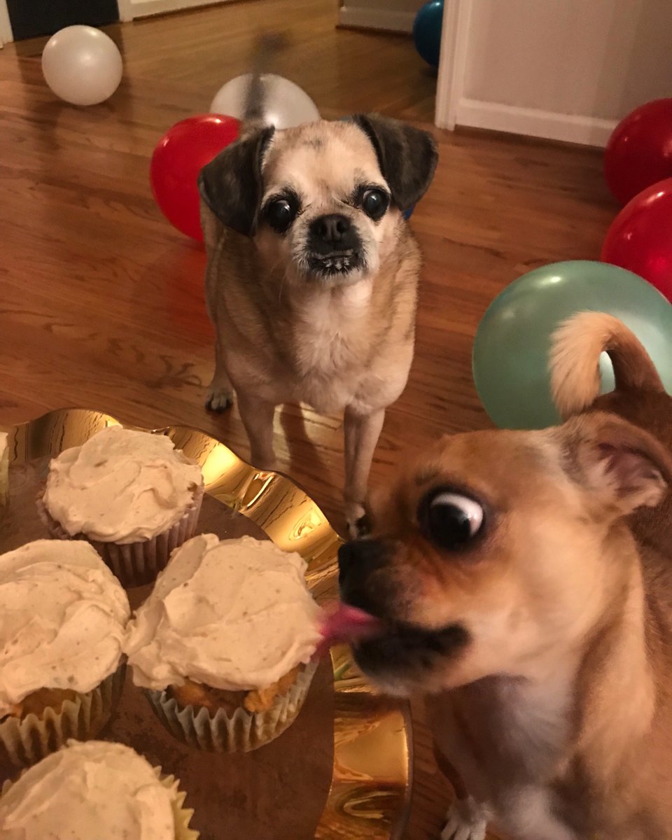 Today is Cornbread’s 14th birthday, so I made a few pupcakes to mark the special day for my best boy. Then little ol’ crazy eyes snuck in to steal the show...💙💜