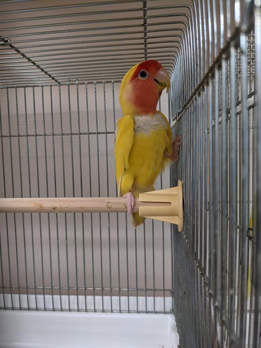 二次元書庫 コザクラインコ
