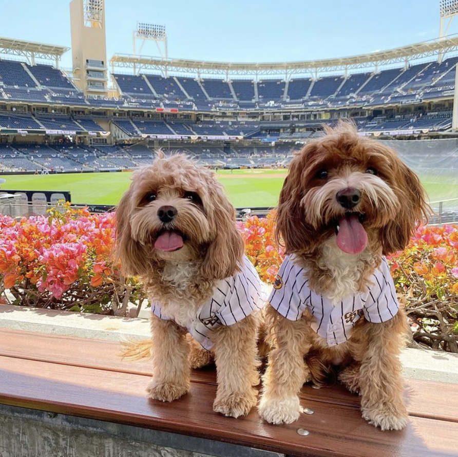 Petco's tweet photo. Talk about a home run: Kipper the Cavapoo and his sister, Holly were lucky enough to visit the Barkyard at @PetcoPark for Opening Day. Even better: The San Diego @Padres won! https://t.co/WIyR0ivPnb #barkyard #mlb #openingday #padrespets https://t.co/T2yj3CKBk7