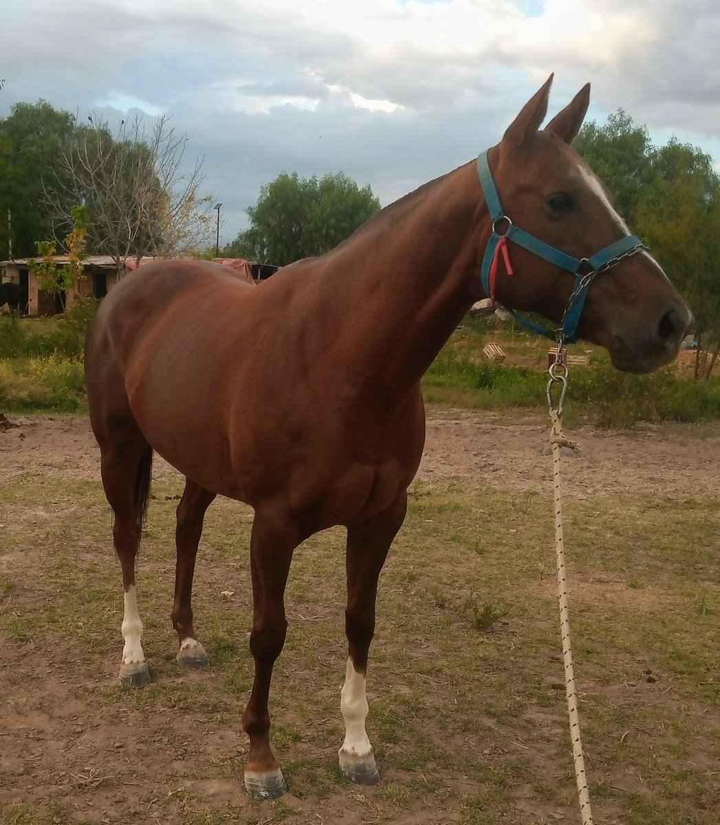 Ya estamos Fala, no queda nada 🐎❤️