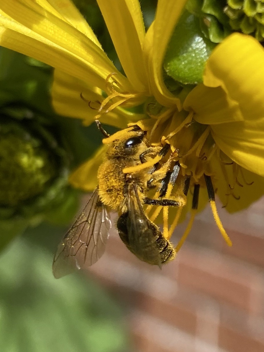 osmia68's tweet photo. @HamiltonNature Sunflower mining bee (Andrena helianthi) on a cup plant flower(Silphium perfoliatum).   #HamOntBiodiversity #GreenHamilton #HamiltonOntario #BioDiversity https://t.co/oT3T2On07B
